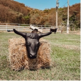 Cabeça de boi para Treino de Laço - Preto