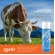 Matabicheira Forte Sv Bernicida Larvicida 500ml