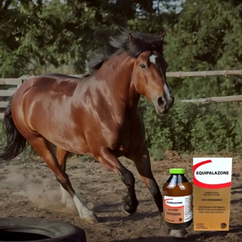 Equipalazone Ceva Anti-inflamatório 100ml Para Cavalos