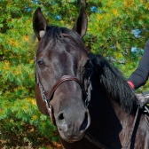 Plug Protetor de Ouvido para Animais - Classic Equine