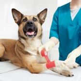 Bandagem Vetrap Atadura Elástica Coesiva 10 CM x 4,5 M