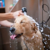 Shampoo De Cachorro Zanny Pet 5L Galão para Todos os Pelos