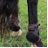 Skid Boot em couro - Boots Horse