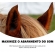 Plug Protetor de Ouvido para Animais - Classic Equine