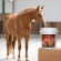 Suplemento Cavalo Massa Muscular For Horse Potence 3kg Top