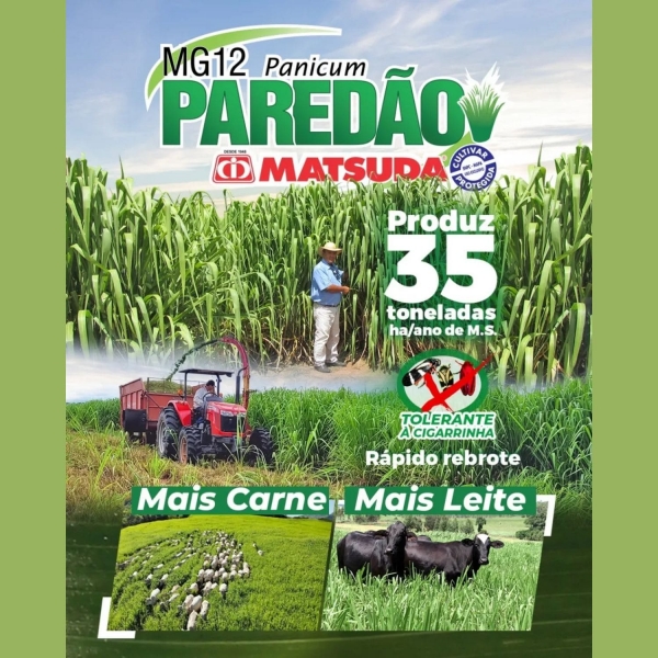 Sementes Para Pastagem Mg 12 Paredão Matsuda Pasto-silo 10kg